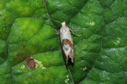 Cochylini